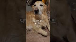 #짱아네가족 #3대가사는집 #골든리트리버 리트리버 6마리 키우는이유 착해도 너무 착해 짱아.오구.오순.꼬미(쏘주).덕구.블루