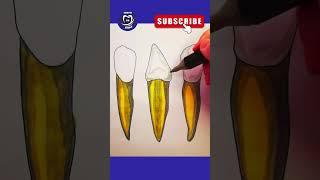MANDIBULAR CANINE  #dentist #shorts #short #shortvideo #shortsvideo #dentistry #viral #video #dental