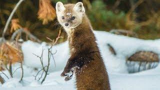 Pine Marten Hunting in the Canadian Rockies