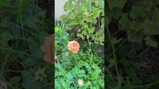 Interesting Garden Ideas...Goji Berry, Roses, and Strawberries. #foodforest #flowers #creative