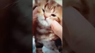 Cute Cat  #cute #cat #shorts #Nengleatv  ️