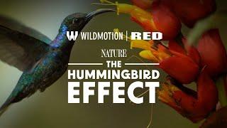 RED x Wildmotion | The Hummingbird Effect | Wildlife Filmmaker Series