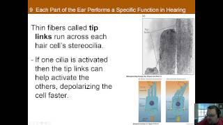 Chapter 9 Part A: Hearing, Vestibular Perception, Taste, and Smell