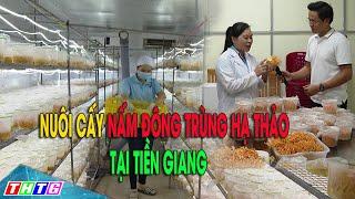 Nuôi cấy nấm đông trùng hạ thảo tại Gò Công Tây Tiền Giang