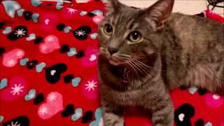 ASMR Meet the Kitties: Purring, Petting, Light Collar Tinkling, Valentine Blanket