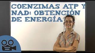 Coenzimas ATP y NAD: obtención de energía