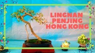 The Art Of Lingnan Penjing Bonsai Show Hong Kong