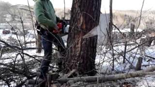 Cody Atkinson Stihl ms250 pine drop