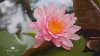 Nymphaea 'Phaea Um Porn' HxT ISG Water Lily Klong15 com