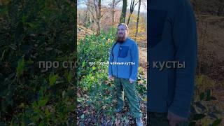  Дикий чай  #shorts #чай #камелия #растения #кустарники #семена