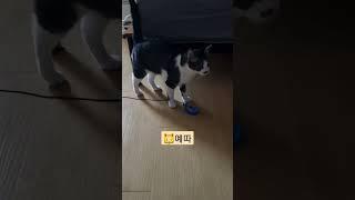 야옹이가 밤마다 찾는 그것 🪱  #cat #고등어고양이 #애교둥이 #길냥이 #cat #말많은고양이