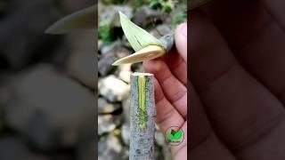 New grafting techniques fig fruit plants grafting best method ever2 satisfying #asmr #yt #grafting