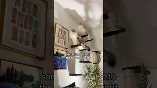Ragdoll cat reacts to an unwanted guest! #ragdolls #catwall #catshelves