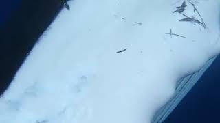 The wonders of the ocean depths