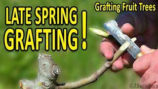 LATE SPRING GRAFTING | Grafting Fruit Trees