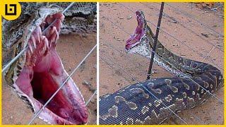 Top 45 Shocking Moments When Animals Were Electrocuted