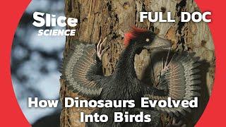 Bird Evolution: The Mystery of Feathered Dinosaurs | SLICE SCIENCE | FULL DOCUMENTARY