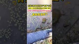 聽說過青蛙是在蛇的"食譜"上的，卻頭一次見到青蛙把蛇當"辣條"吞的，網友：最近見到的"食物鏈"好像有點錯亂！#shorts#动物#万万没想到#奇闻