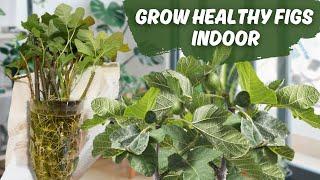 GROW HEALTHY FIGS INDOOR! TIDY & CLEAN! ASMR. GARDENING. INDOOR GARDEN. SMALL SPACE GARDEN! Finland.