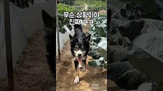 보더콜리가 시골 밭에 가면 벌어지는 일?