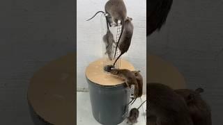 Homemade trap/Make a safe and highly effective mouse trap at home #rattrap #homemade #mousetrap