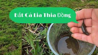 Bắt Cá Lia Thia Đồng Gặp ổ BoBo | Đi Bắt Cá Lia Thia Đồng ở Bình Dương