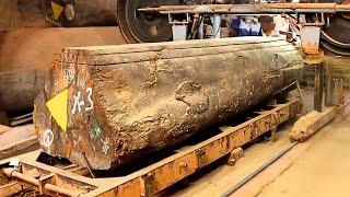 The process of sawing hundreds of years old ironwood tree is beautiful