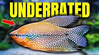 The 10 Most UNDERRATED Community Fish