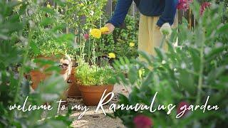 Welcome to my Rannuculus Garden, from Corm to Bloom, Storage｜Cut Flower Backyard｜Garden Making ep9