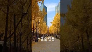 단풍이 절정인 서울숲/Seoul Forest