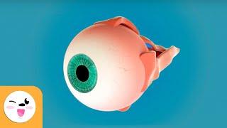 The Human Eye and Its Parts - Sight - Senses for Children