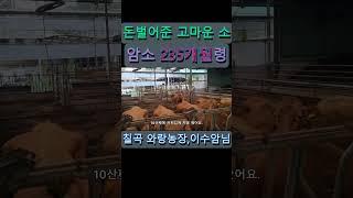 235개월된 건강한 한우 암소 SHORTS