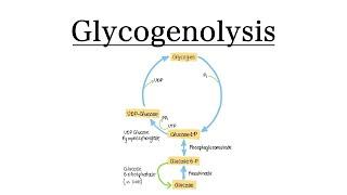 Glycogenolysis | MCAT Biochemistry