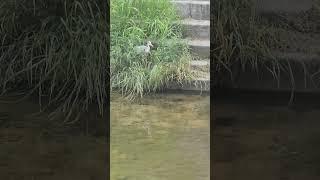 뇌 힐링 ing../ 자연치유../ 왜종일 기다리고 기다리고../ 대단한 인내../ South Korea Nowon Danghyeoncheon Stream