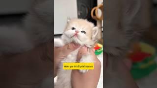Mèo con mới mọc răng, cắn người có đau không? #bigboss #shorts