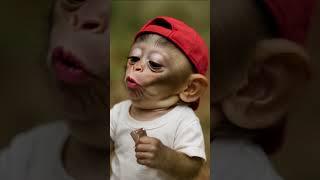 Baby Monkey Eats Magic Candy… Then Sparks a Laugh Attack! 