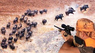 Amazing  wild boar hunting in the fields, Hunters' struggle with a large herd of wild boars,