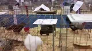 2014 APA National Bantams Champion Row