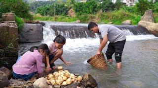 Harvesting Yams to Sell at Market, Visiting Ponds to Catch Fish on the Hill | Family Farm