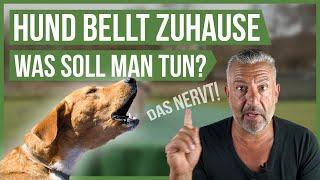 3 TIPPS für bellende Hunde Zuhause!  diese Tipps werden dir helfen!