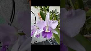 Cattlianthe Final Blue blooming