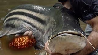 Finally Breaking The Tapah Curse | CATFISH | River Monsters