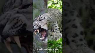 LEOPARDO DE LAS NIEVES --  LA BELLEZA DEL REINO ANIMAL #curiosidades