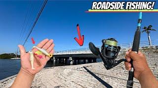 2 days BRIDGE fishing in FLORIDA for WHATEVER BITES! (Florida Saltwater Fishing)