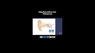 This is What a Hearing Loss Cure Might Look Like - Inner Ear Stem Cell Transplant