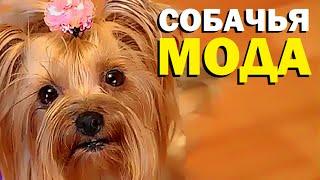 Галилео. Собачья мода