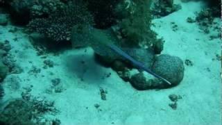Safaga: Bluedotted Ray flying / Blaupunktrochen fliegt