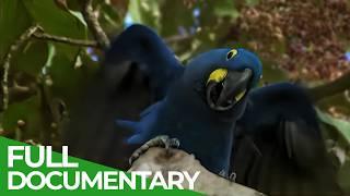 Wildlife Stories: Talk or Die | Free Documentary Nature