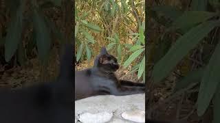 Кот на камнях в зарослях  Feral cat on stones in bush  Kucing lucu 面白い猫 Gato engraçado Chat drôle