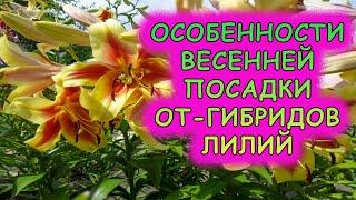 Лилии ОТ-гибриды посадка весной. Особенности ОТ-гибридов лилии. Как посадить от-гибридные лилии.